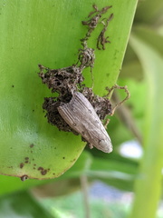 Tirathaba parasiticus