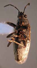 Peritrechus fraternus