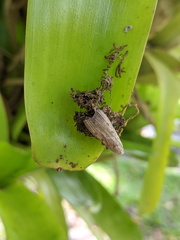 Tirathaba parasiticus