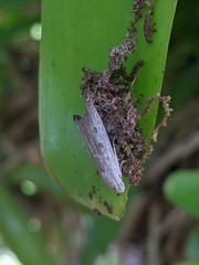 Tirathaba parasiticus