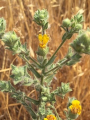 Heterotheca sessiliflora echioides