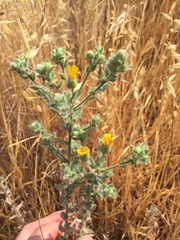 Heterotheca sessiliflora echioides