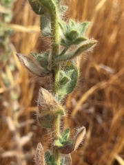 Heterotheca sessiliflora echioides