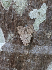 Barasa cymatistis