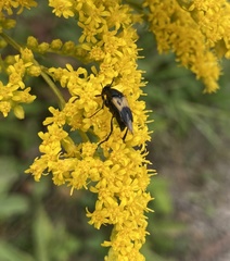 Macrosiagon dimidiata