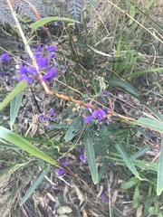Hardenbergia