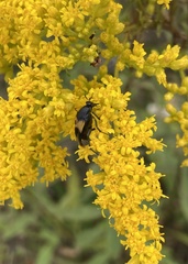 Macrosiagon dimidiata