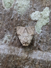 Barasa cymatistis