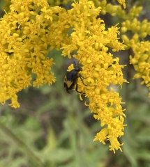 Macrosiagon dimidiata