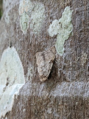 Barasa cymatistis