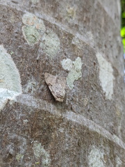 Barasa cymatistis