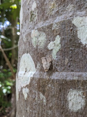 Barasa cymatistis