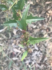 Podolobium ilicifolium