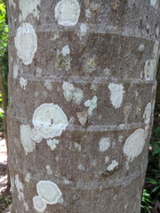 Barasa cymatistis