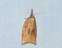 Sparganothis xanthoides