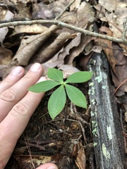 Isotria verticillata
