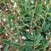 Ophrestia oblongifolia - Photo (c) juddkirkel, algunos derechos reservados (CC BY-NC)