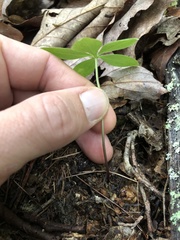 Isotria verticillata