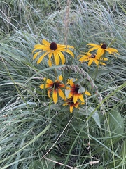 Rudbeckia hirta