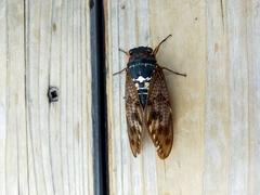 Graptopsaltria nigrofuscata