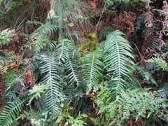 Blechnum attenuatum
