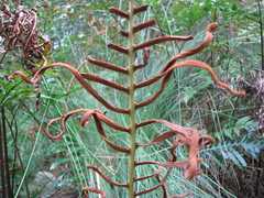 Blechnum attenuatum
