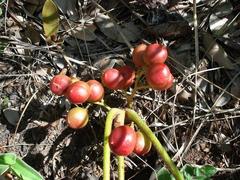 Lannea edulis edulis