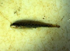 Etheostoma edwini