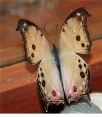 Protogoniomorpha parhassus