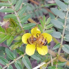 Apis mellifera