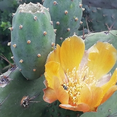 Opuntia