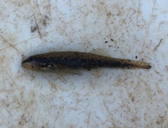Etheostoma edwini