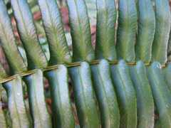 Blechnum punctulatum punctulatum