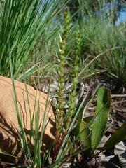 Crassula lanceolata transvaalensis