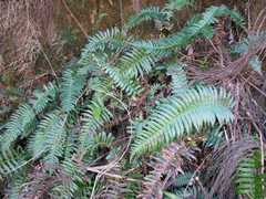 Blechnum punctulatum punctulatum
