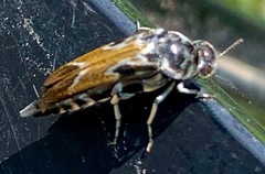 Glipa hilaris