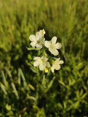 Lithospermum cobrense