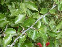 Ochna inermis