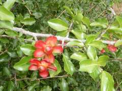 Ochna inermis
