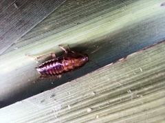 Celatoblatta vulgaris