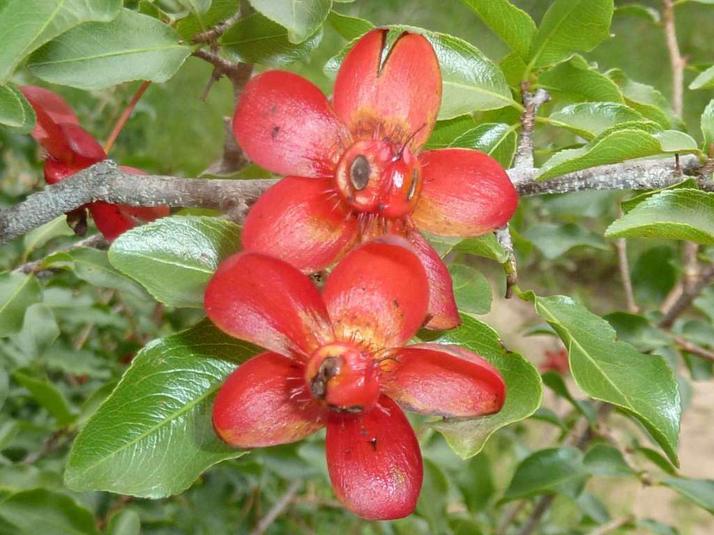 Boat-Fruited Ochna