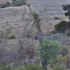 Cussonia paniculata sinuata