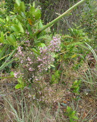 Erica hirtiflora hirtiflora