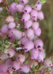 Erica hirtiflora hirtiflora