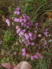 Erica hirtiflora hirtiflora