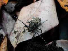 Aegomorphus circumflexus