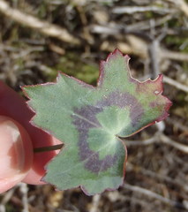 Pelargonium tabulare