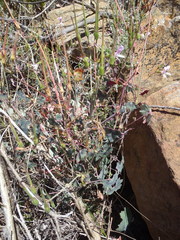 Pelargonium tabulare