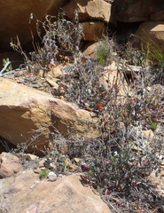 Pelargonium tabulare