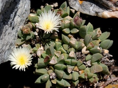 Corpuscularia lehmannii